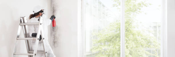 Trusted Richgrove, CA Mold Removal Experts